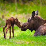 Moose Mom