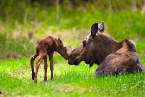 Moose Mom