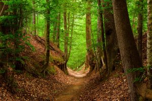 Natchez Trace