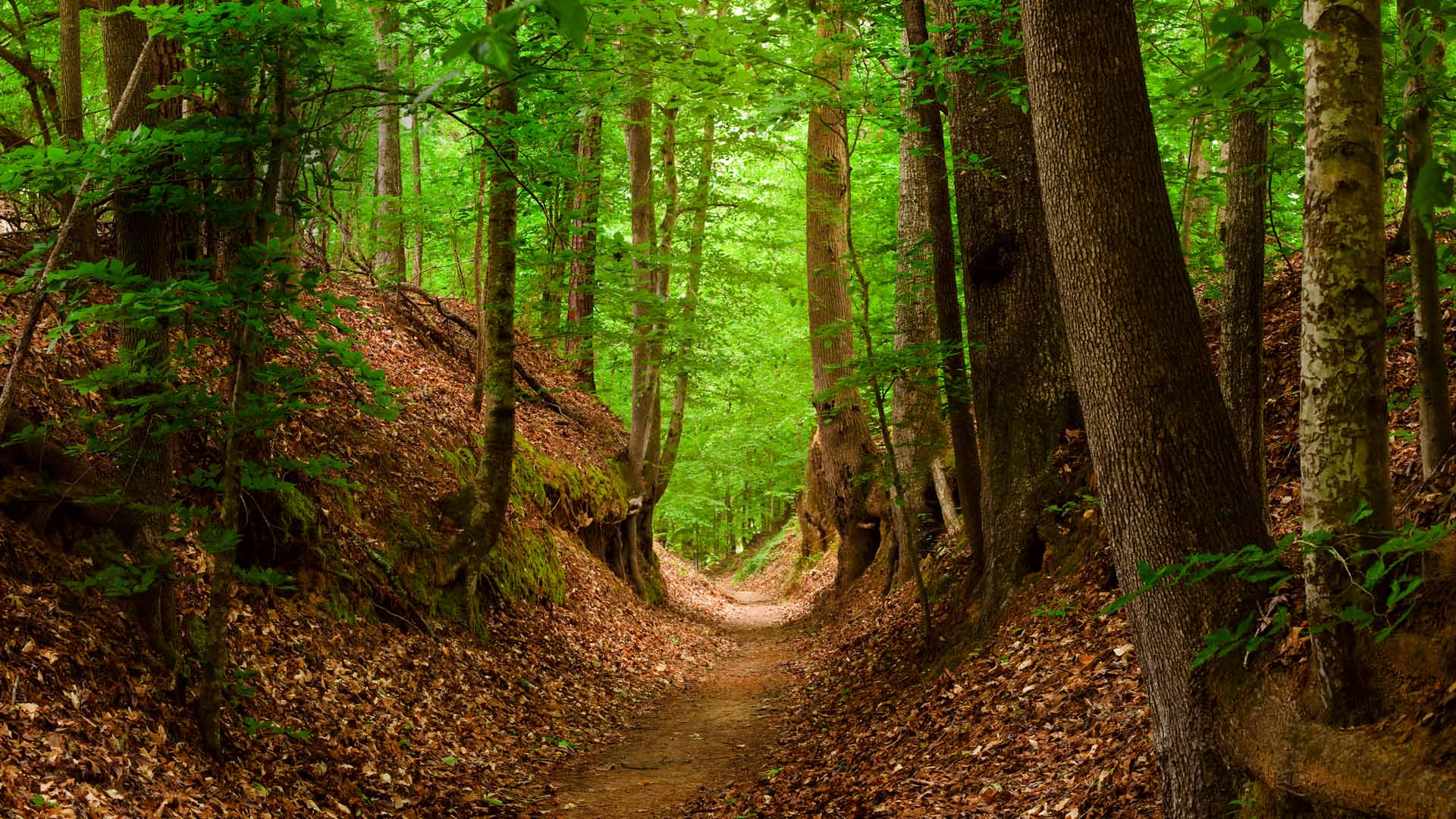 Natchez Trace