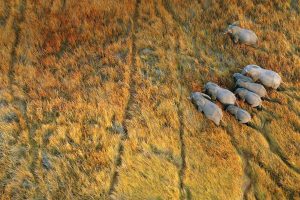 Okavango Delta