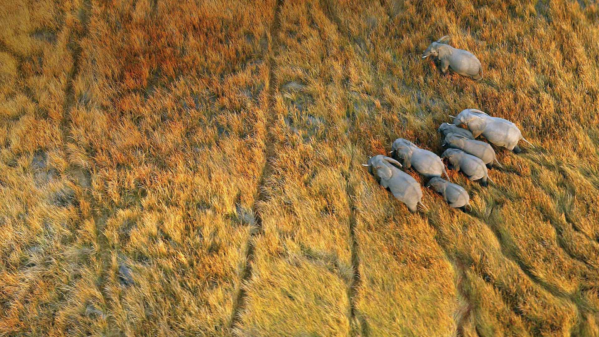 Okavango Delta