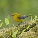 Ont Warbler