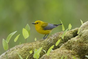 Ont Warbler