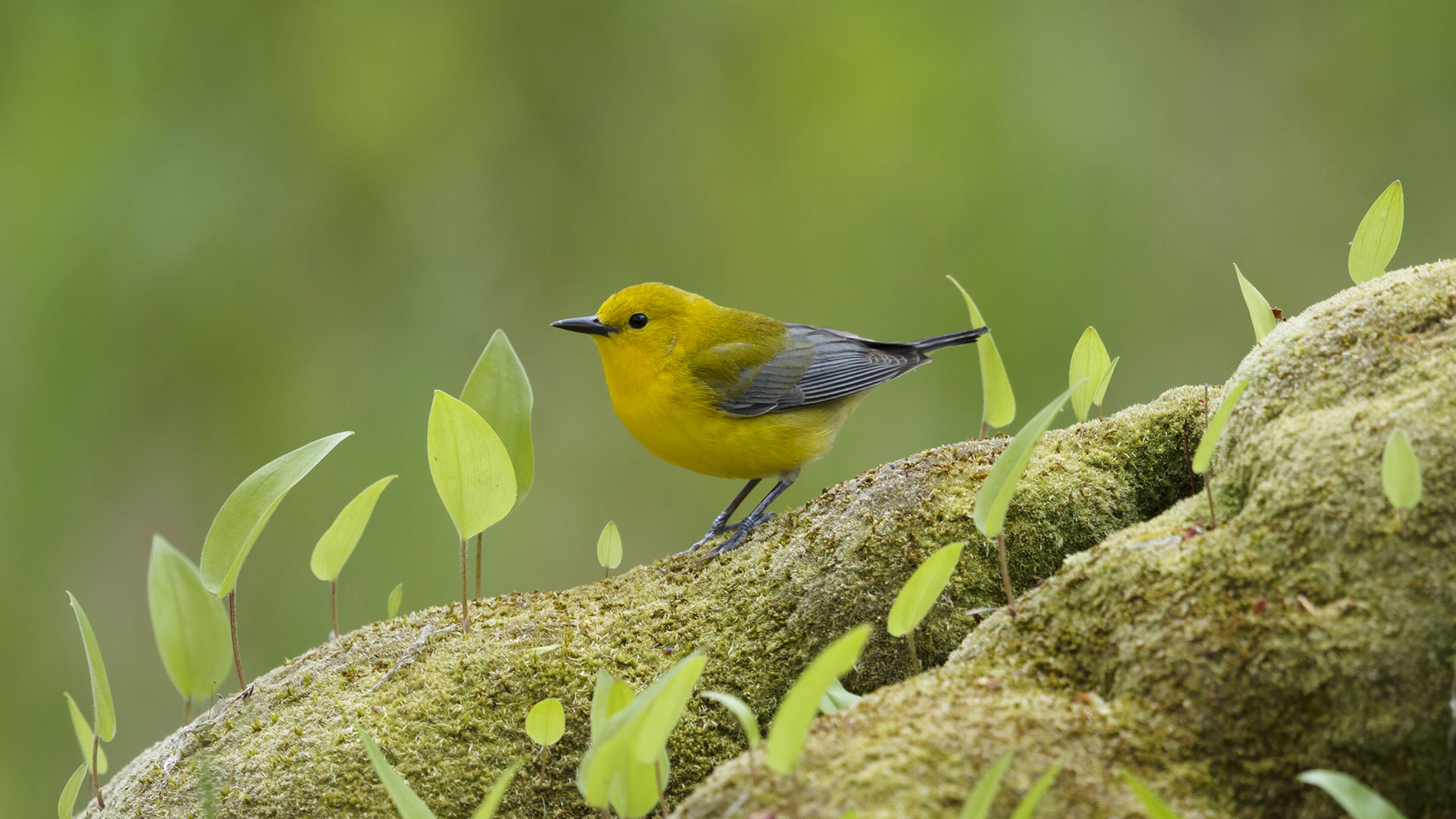 Ont Warbler