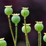 Opium Poppy