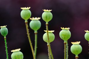 Opium Poppy