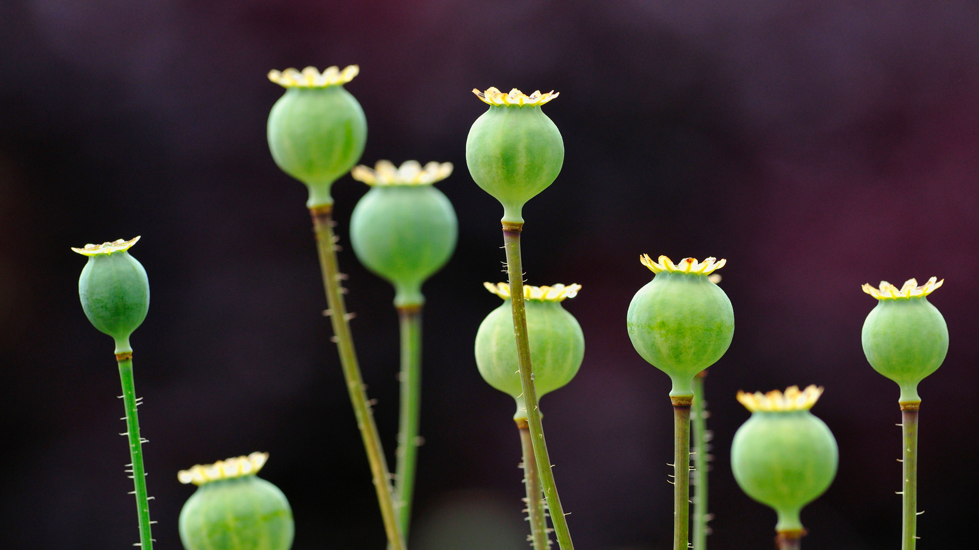 Opium Poppy