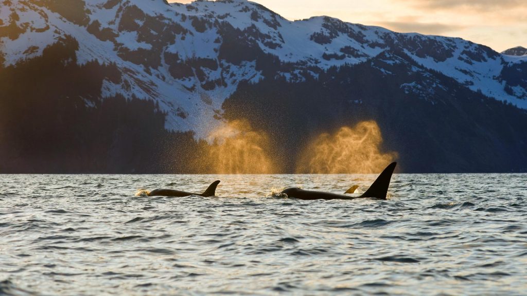 Orcas Kenai Fjords