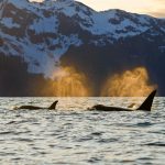Orcas Kenai Fjords