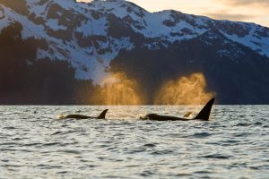 Orcas Kenai Fjords