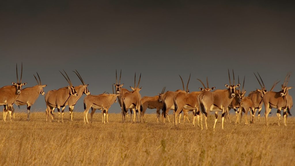 Oryx Herd