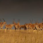 Oryx Herd