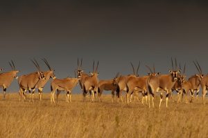 Oryx Herd