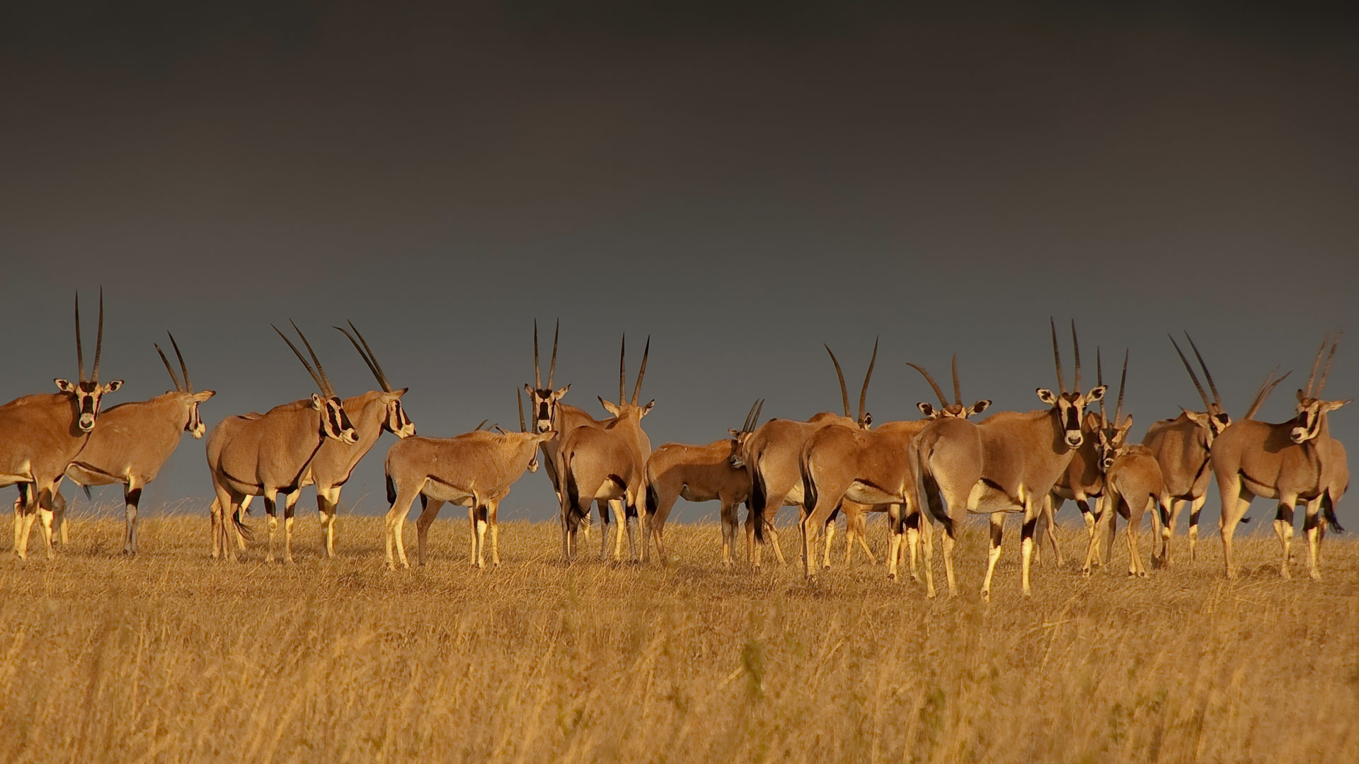 Oryx Herd