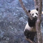 Panda Climbing Tree