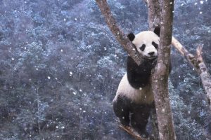 Panda Climbing Tree