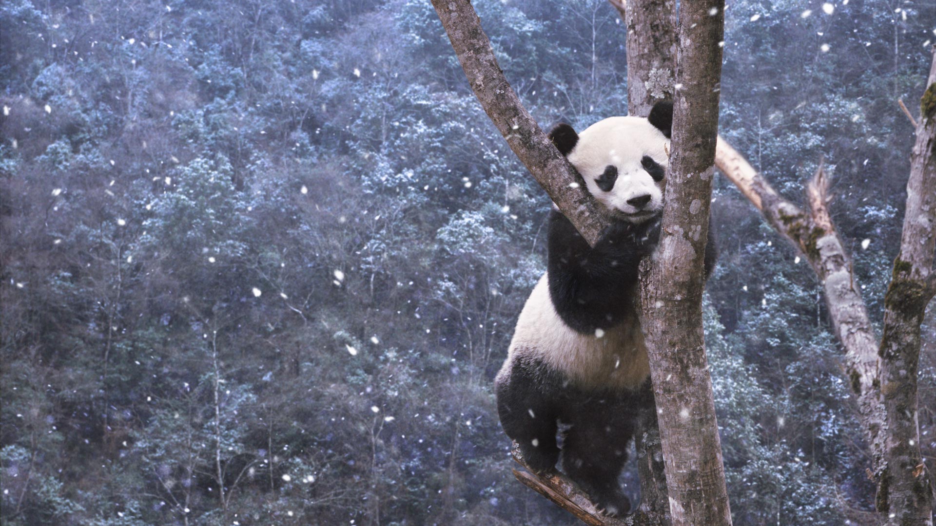 Panda Climbing Tree