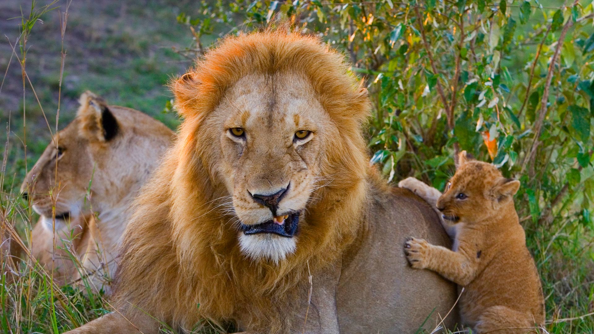 Panthera Leo