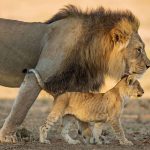 Panthera Leo Dad