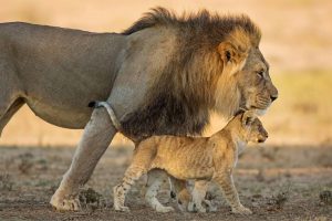 Panthera Leo Dad