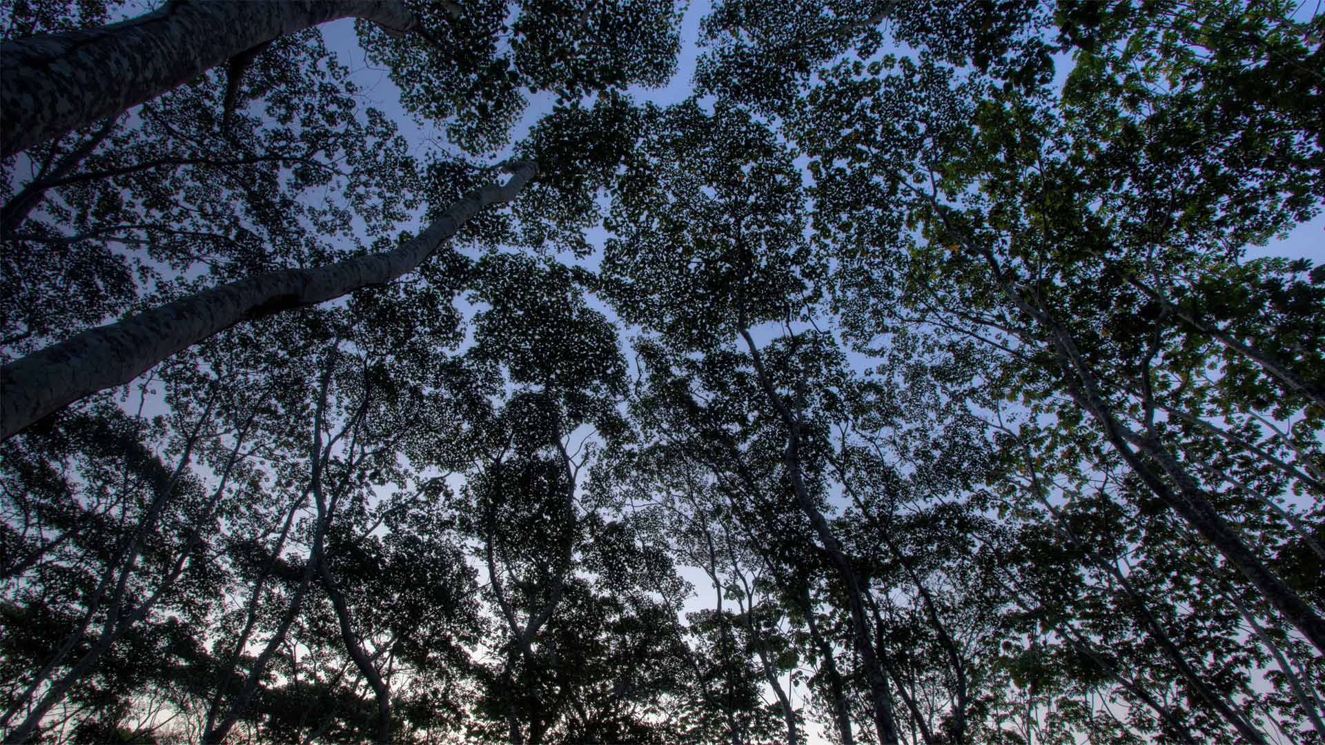 Peruvian Rainforest