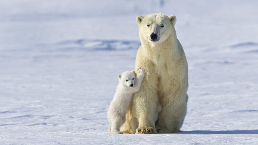 Polar Bear Mother And Cub