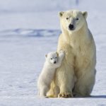 Polar Bear Mother And Cub