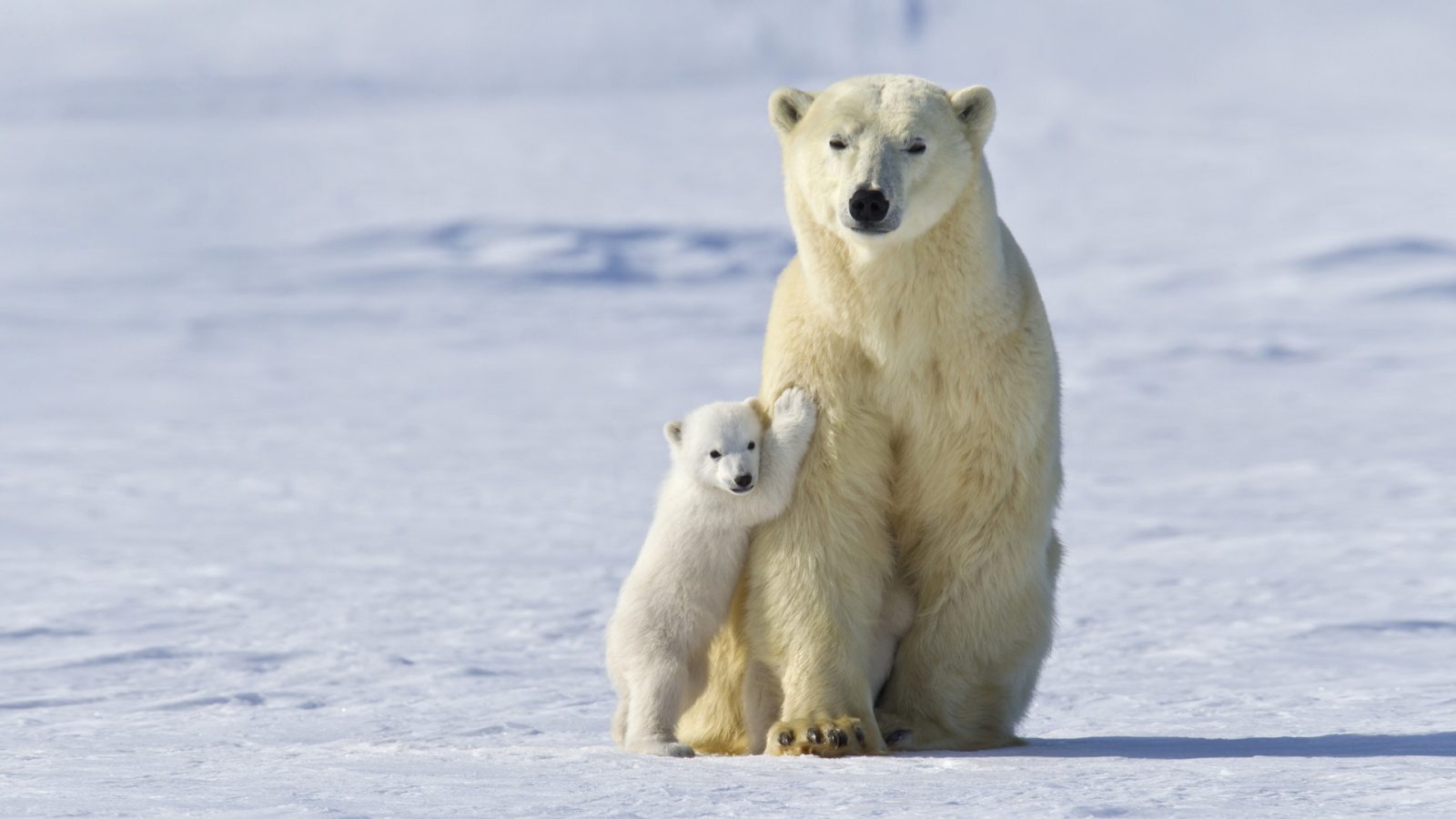 Polar Bear Mother And Cub – Bing Wallpaper Download
