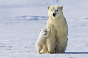 Polar Bear Mother And Cub