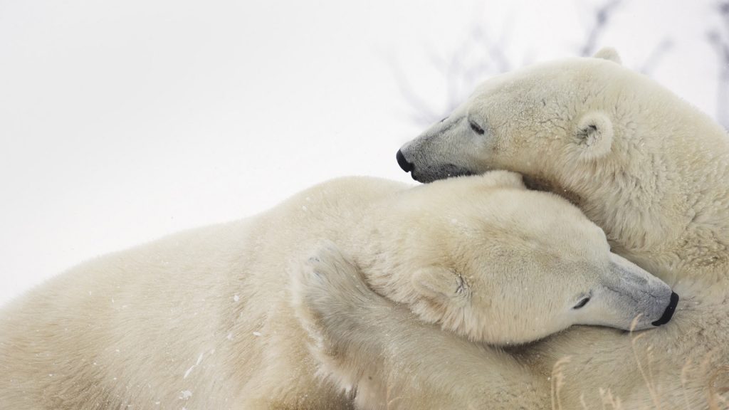 Polar Bears Play Fighting