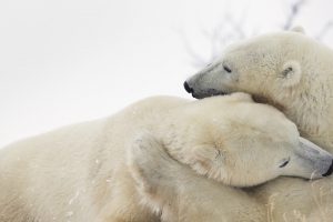 Polar Bears Play Fighting