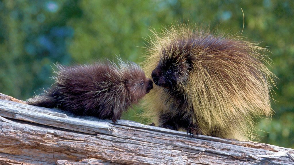 Porcupine Mom