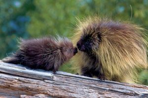 Porcupine Mom