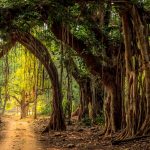 Ranthambore Trees