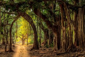 Ranthambore Trees