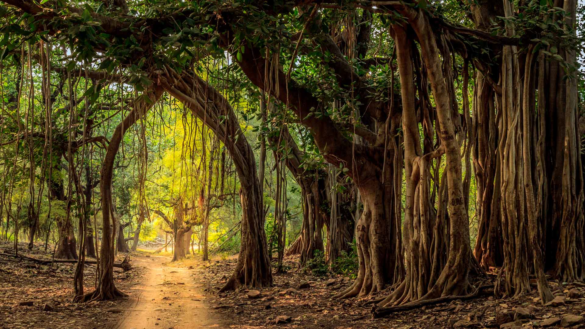 Ranthambore Trees