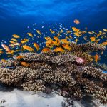 Red Anthias Coral Mayotte