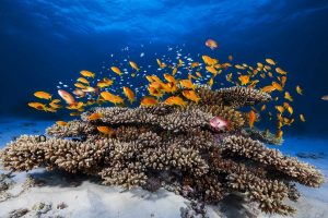 Red Anthias Coral Mayotte