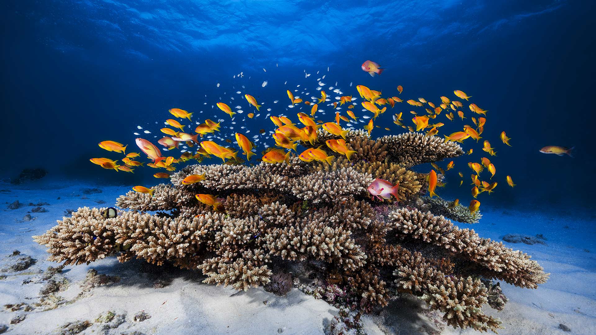Red Anthias Coral Mayotte