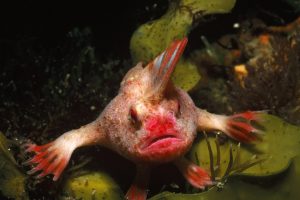 Red Handfish