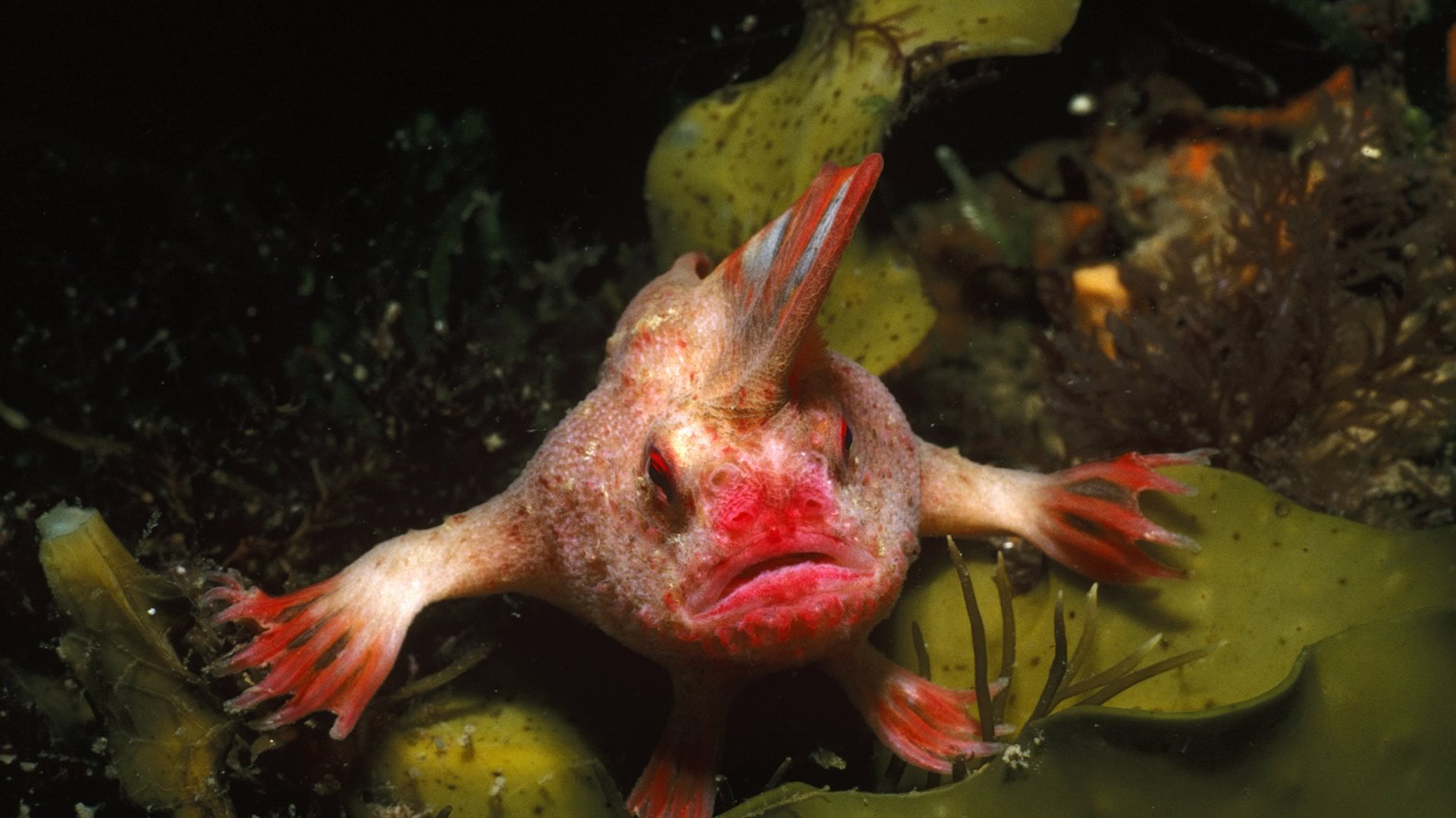 Red Handfish