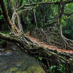 Root Bridge