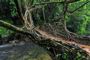 Root Bridge