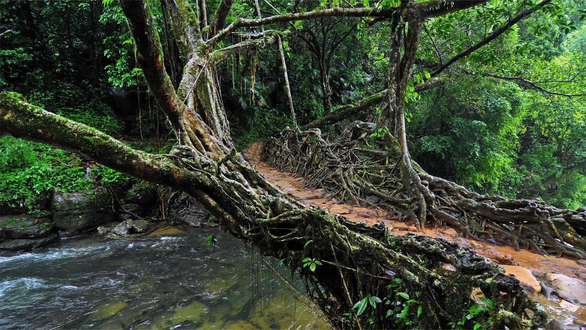 Root Bridge