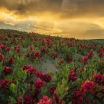 Sask Flowers