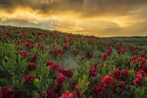 Sask Flowers