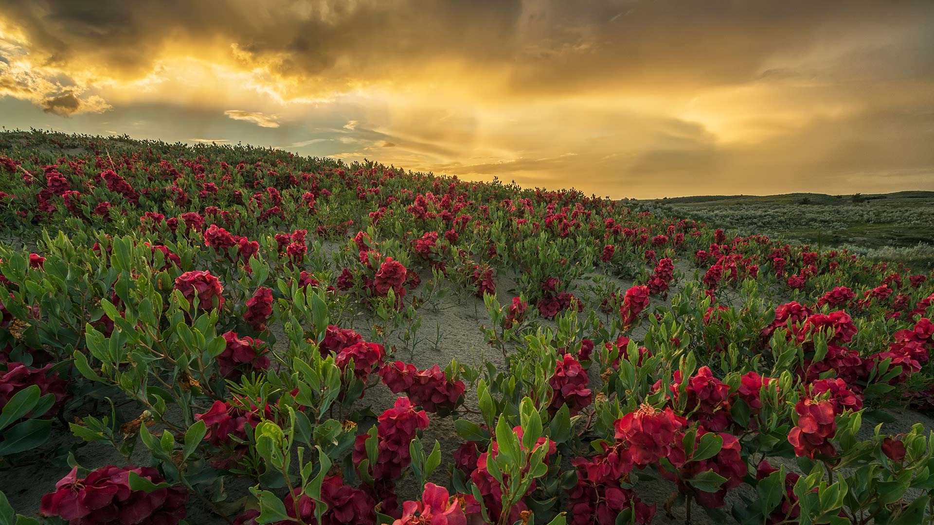 Sask Flowers