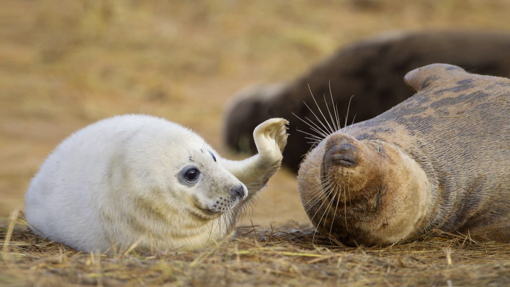Seal Pup And Mother