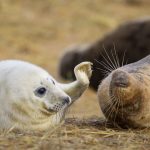 Seal Pup And Mother